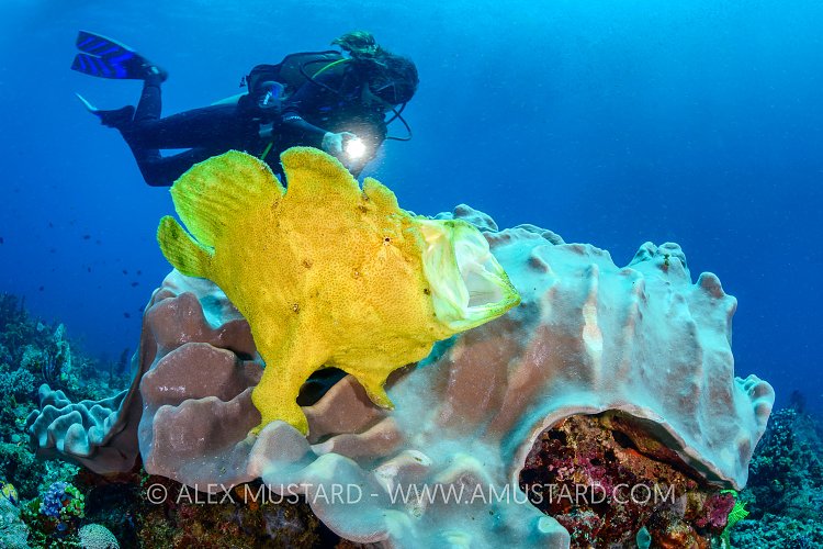 Giant Frogfish, Sulawesi, Indonesia