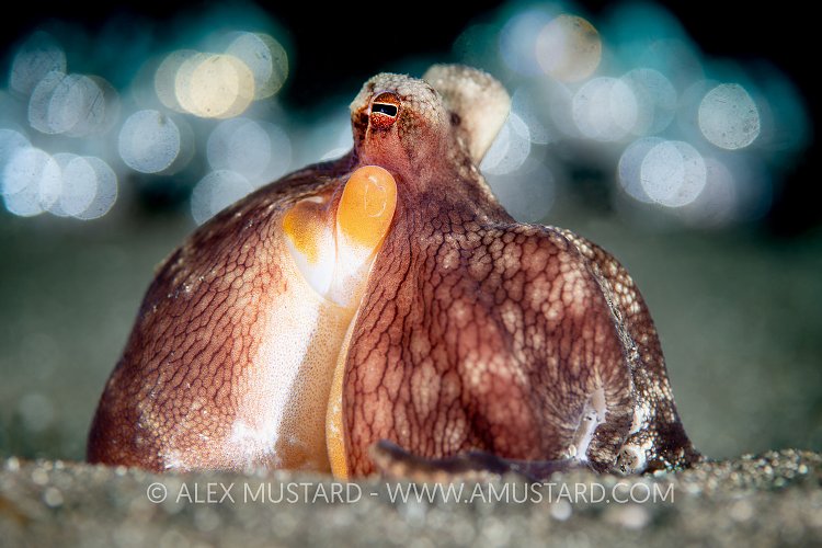 Bokeh Octopus, Sulawesi, Indonesia