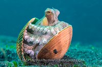 Octopus In Shell. Sulawesi, Indonesia