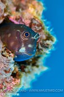 Blenny Face. Sulawesi, Indonesia
