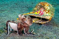 Octopus At Home. Indonesia