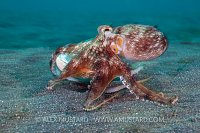 Octopus On The Move, Sulawesi, Indonesia