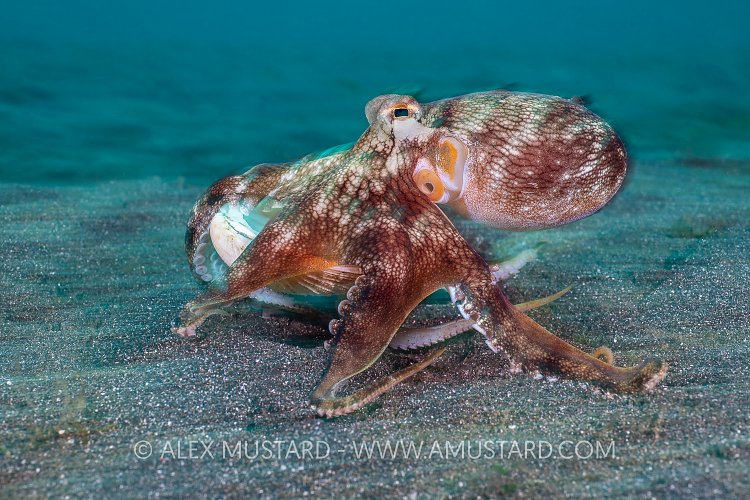 Octopus On The Move, Sulawesi, Indonesia