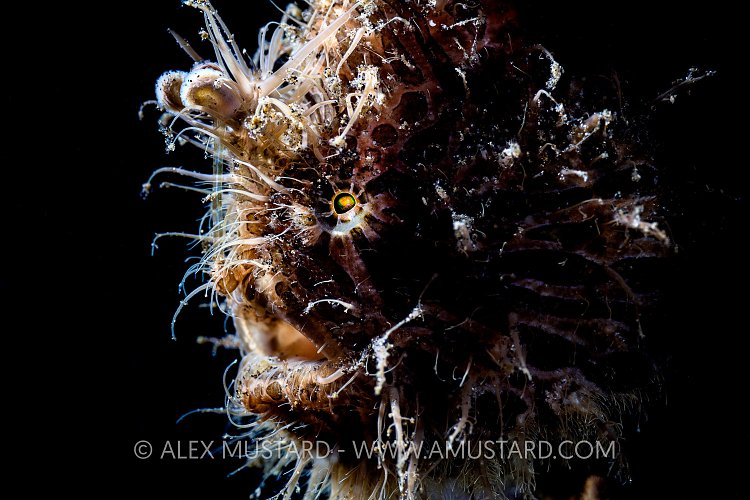 Moody Hairy. Sulawesi, Indonesia