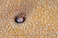 Browncheek Blenny, Mexico