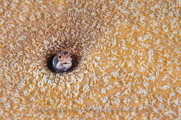 Browncheek Blenny, Mexico