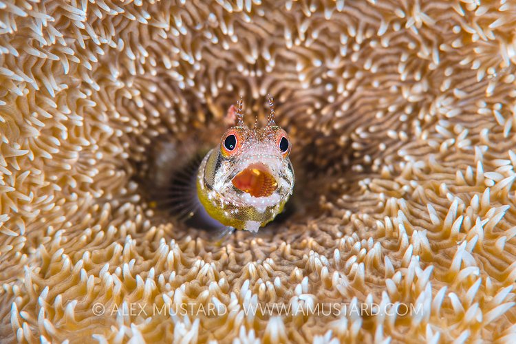 Browncheek Blenny, Mexico