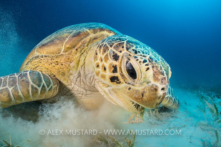 Turtle Feeding. Egypt