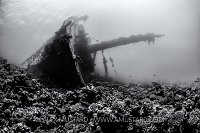 Giannis D Bow. Egypt