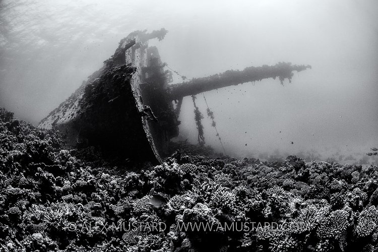 Giannis D Bow. Egypt