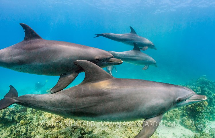 Bottlenose Dolphins. Egypt