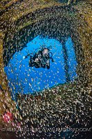 Glassfish & Diver, Kimon M Wreck, Egypt