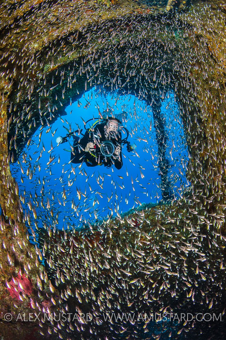 Glassfish & Diver, Kimon M Wreck, Egypt