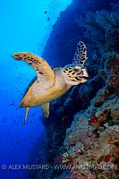 Hawksbill Turtle. Egypt