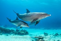 Bottlenose Pass. Egypt