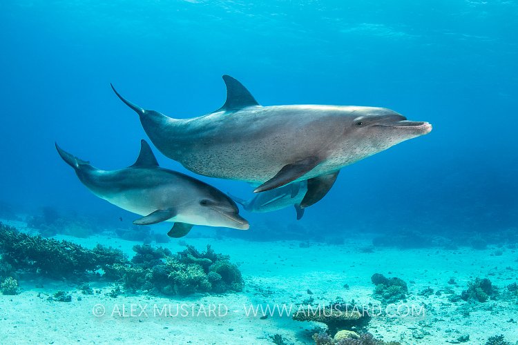 Bottlenose Pass. Egypt