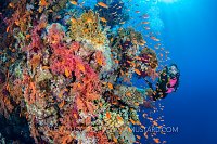 DIver On Reef. Egypt