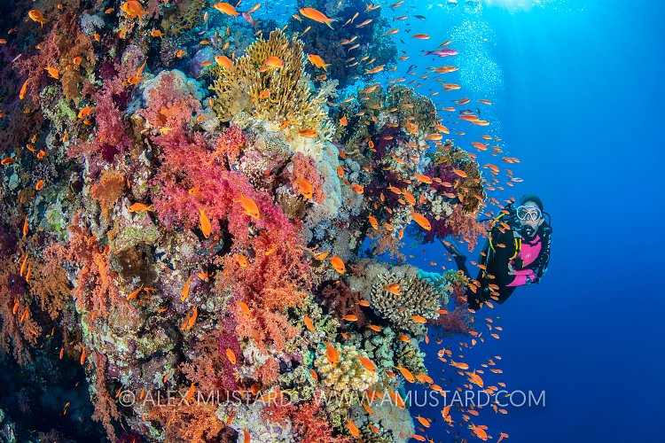 DIver On Reef. Egypt
