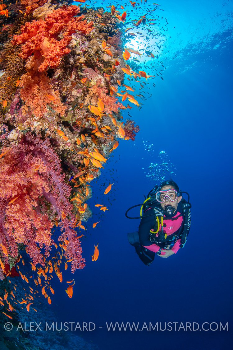 DIver On Reef. Egypt