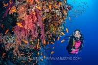 DIver On Reef. Egypt