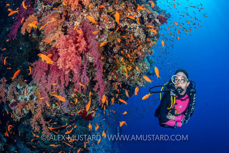 DIver On Reef. Egypt