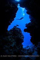 Diver In Frame. Egypt