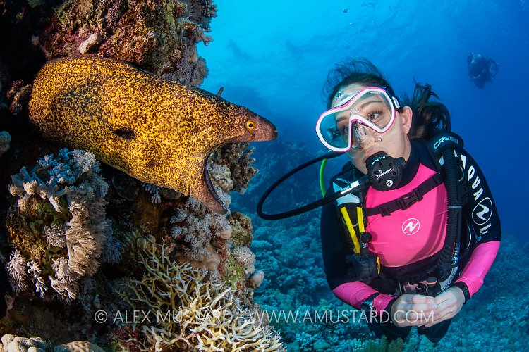 Moray Eel Encounter, Egypt