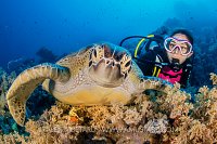 Green Turtle & Diver, Egypt