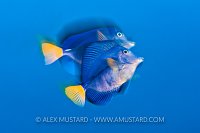 Surgeonfish Spawning Rise. Egypt