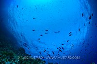 Snorkeller Through Fish. Egypt