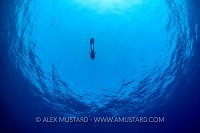 Freediver In Blue. Egypt