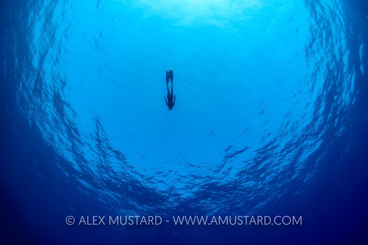 Freediver In Blue. Egypt
