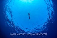 Freediver In Blue. Egypt