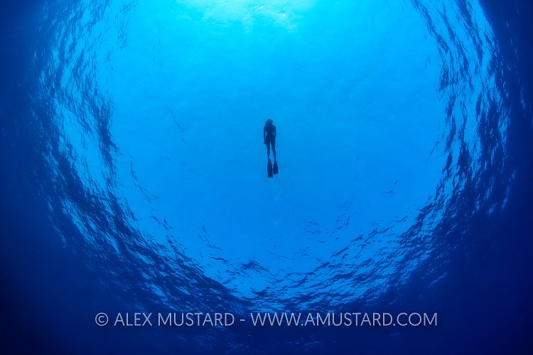 Freediver In Blue. Egypt