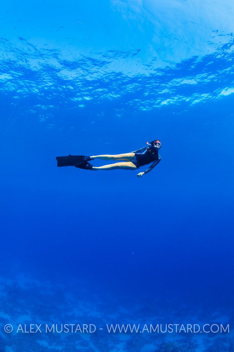 Freediver In Blue. Egypt
