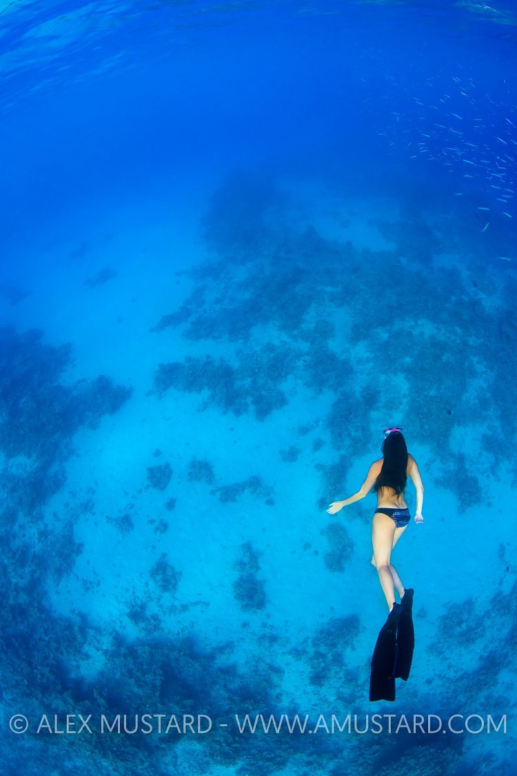 Freediver In Blue. Egypt