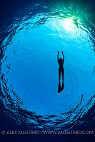 Freediver In Blue. Egypt