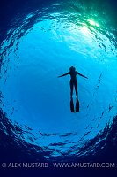 Freediver In Blue. Egypt