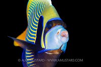 Emperor Portrait. Egypt