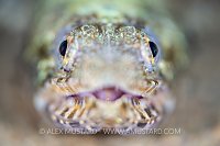 Lizardfish Face Portrait. Egypt