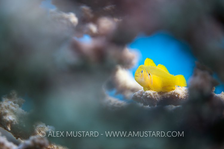 Lemon Goby Hiding. Egypt