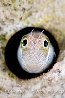 Blue Belly Without Blues. Egypt