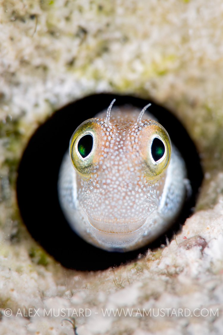 Blue Belly Without Blues. Egypt