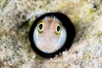 Blue Belly Without Blues. Egypt