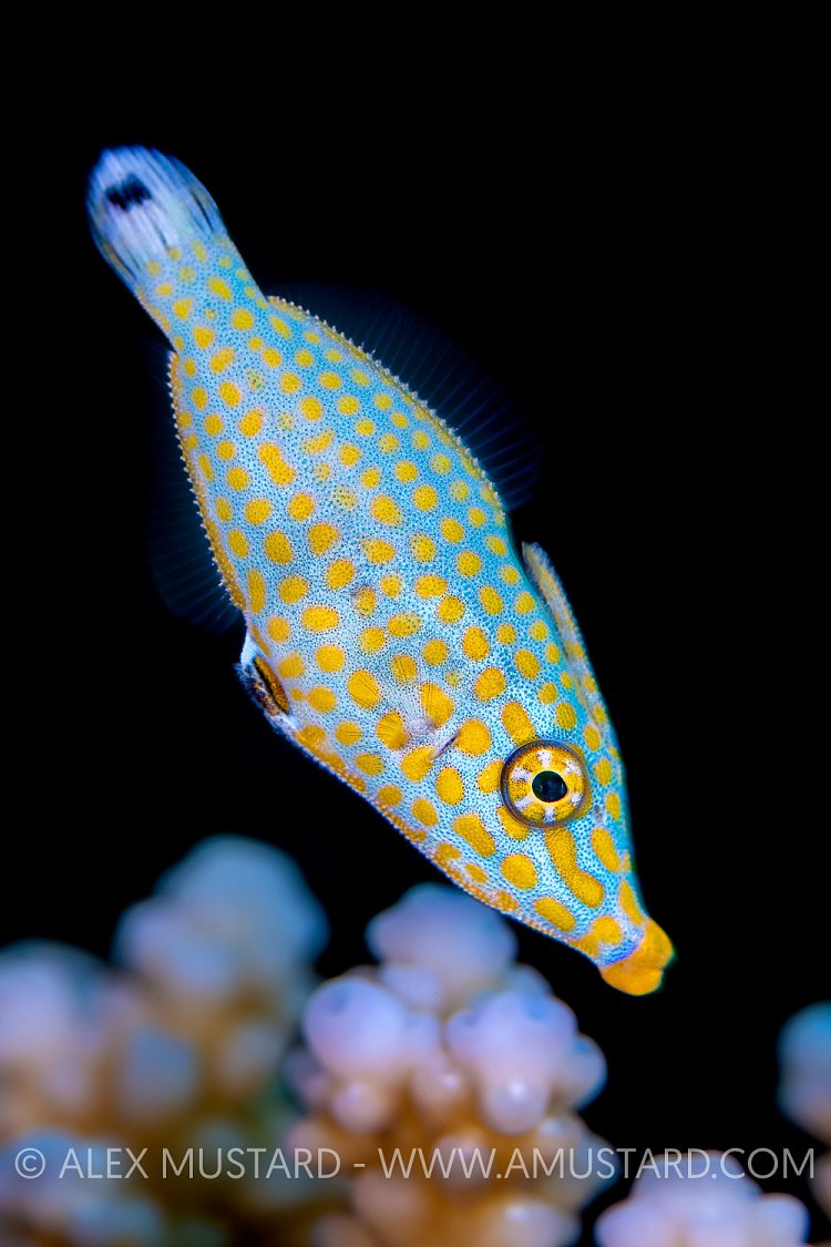 Harlequin Filefish. Egypt