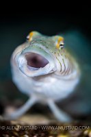 Sandperch Yawn. Egypt