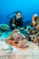 Diver and scorpionfish. Egypt