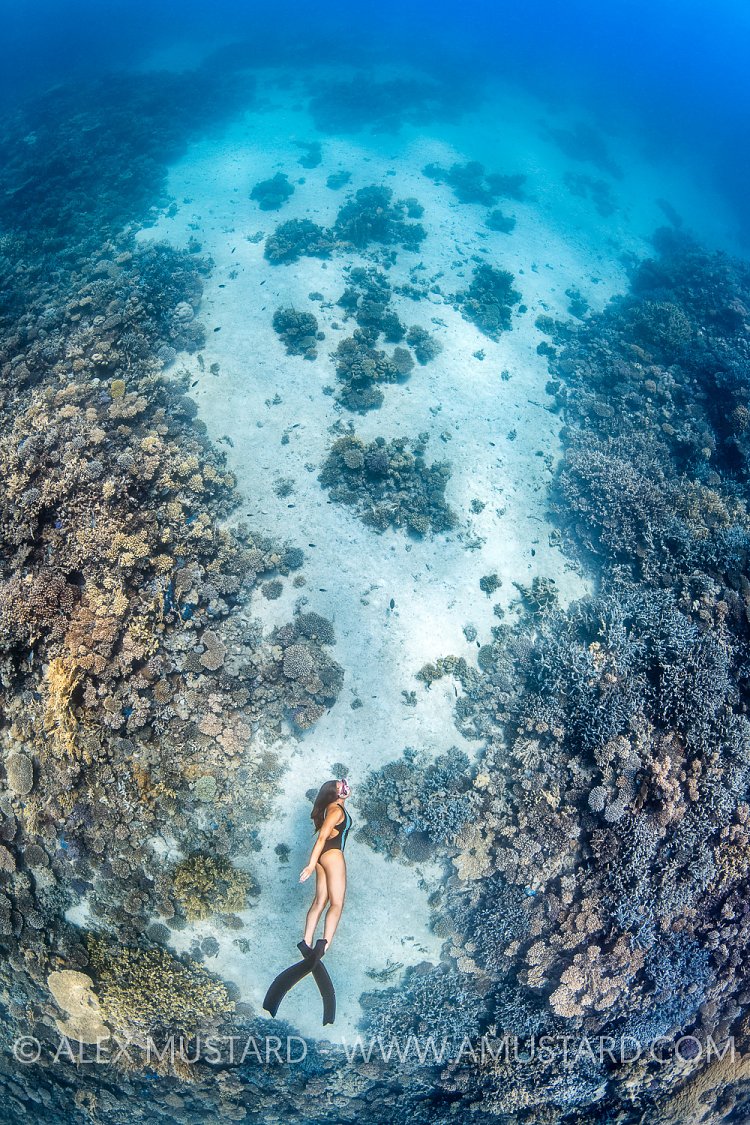 Freediver In Blue. Egypt