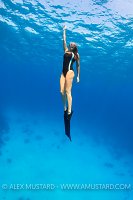 Freediver In Blue. Egypt