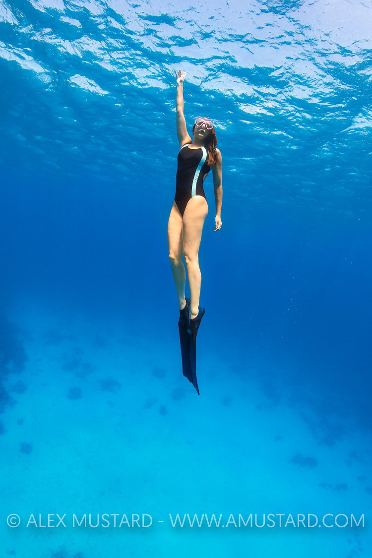 Freediver In Blue. Egypt